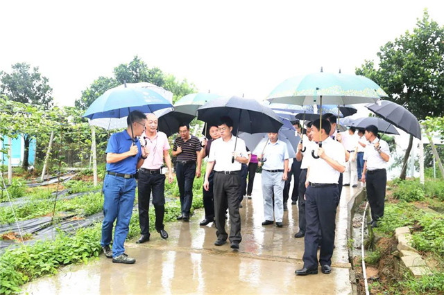 中央候补委员、厦门市委书记裴金佳视察田田圈福建百香果基地，盛赞“科技扶贫”的发展之路